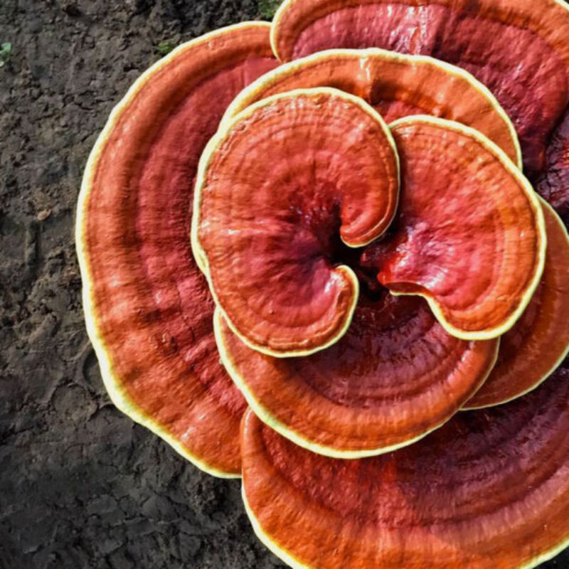 ganoderma 1